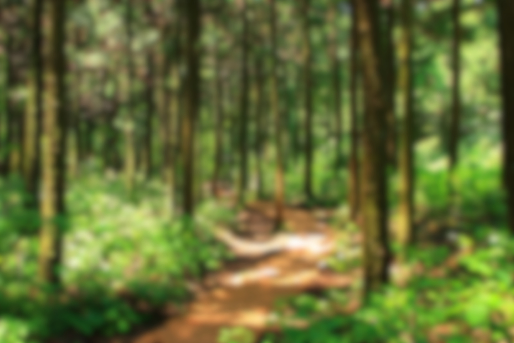 Forest path, forest path, forest, forest, walking path,